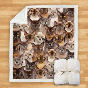 You Will Have A Bunch Of Burmese Cats - Blanket V1