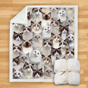 You Will Have A Bunch Of Ragdoll Cats - Blanket V1